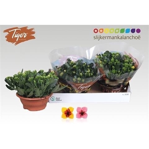 KAL EN TIGER GEM