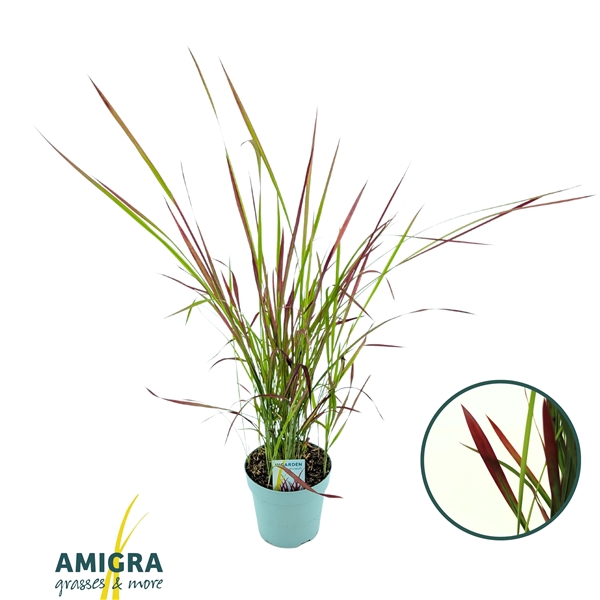<h4>Imperata cylindrica 'Red Baron'</h4>