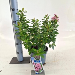 Escallonia