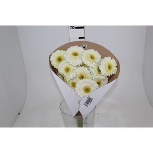GERBERA SNOWBALL > 10 CM DIAM < 050 CM BRANCO
