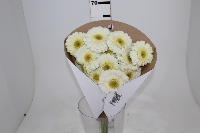 GERBERA SNOWBALL > 10 CM DIAM < 050 CM BRANCO