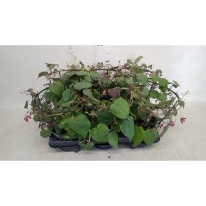 Rhodochiton atrosanguineus