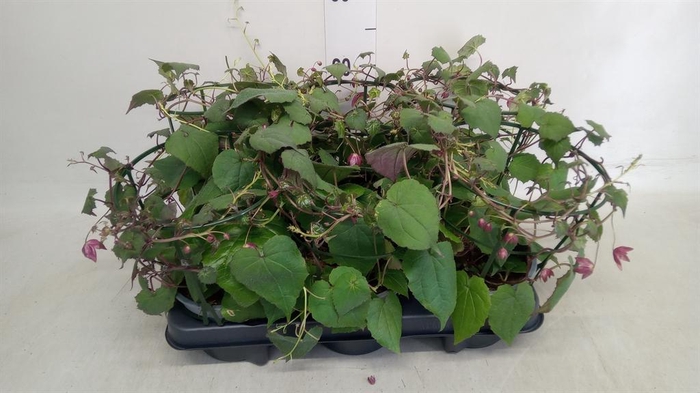 <h4>Rhodochiton atrosanguineus</h4>