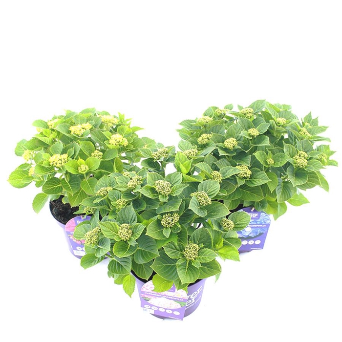 <h4>Hydrangea macr. Forever & Ever® MIX C5 (23cm.) Kn.</h4>