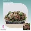Viburnum Macrophyllum (per Stuk)
