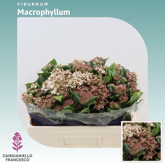 <h4>Viburnum Macrophyllum (per Stuk)</h4>