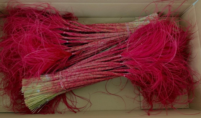 <h4>DF Stypha 60cm Bs Red</h4>