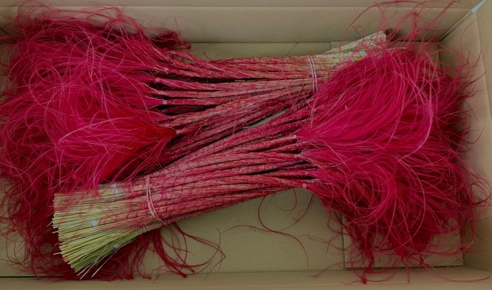 <h4>DF Stypha 60cm Bs Red</h4>