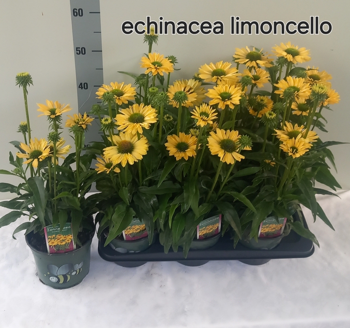 <h4>ECHINA SOM LEMON YEL</h4>