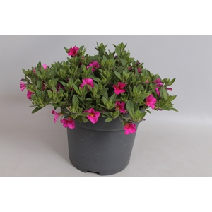 Perkplanten 19 cm Calibrachoa callie Rose with Dark Eye