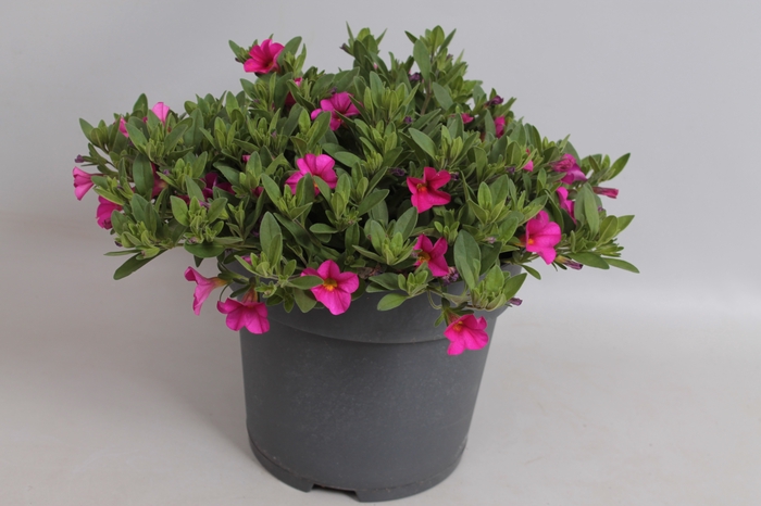 <h4>Perkplanten 19 cm Calibrachoa callie Rose with Dark Eye</h4>