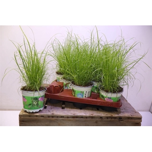 arr8 Cyper Alt Zumula