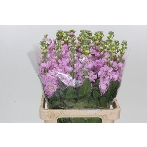 Matthiola Iron Pink