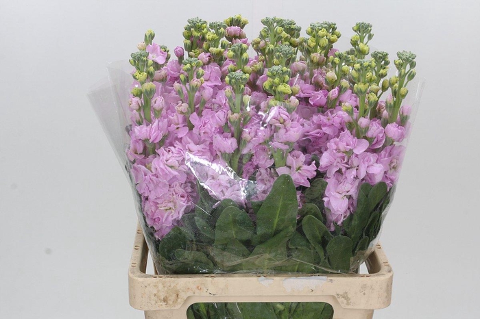 Matthiola Iron Pink
