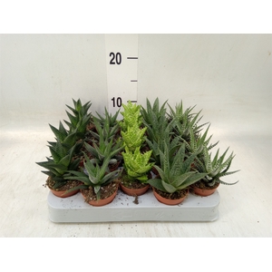 Aloe   ...mix