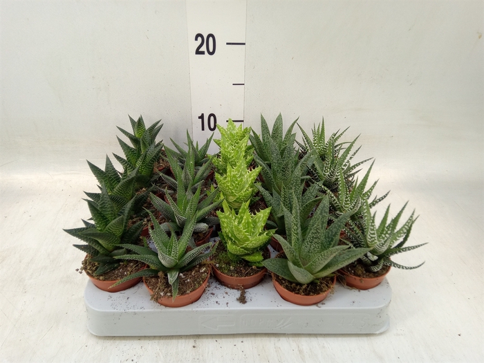 <h4>Aloe   ...mix</h4>