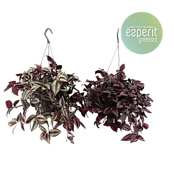 <h4>Tradescantia Mix hangpot</h4>