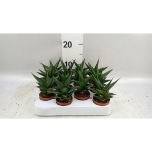 Sansevieria   ...
