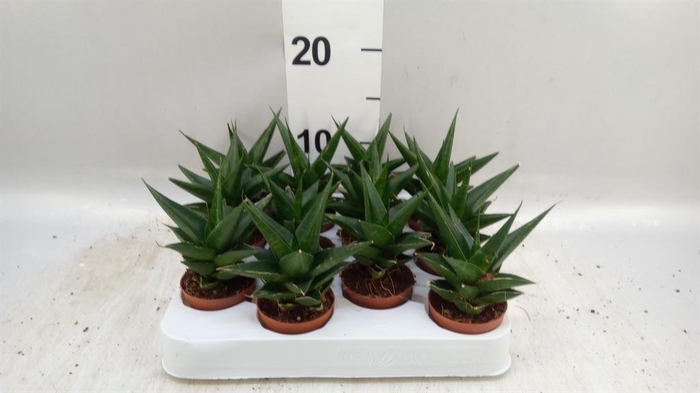 <h4>Sansevieria   ...</h4>