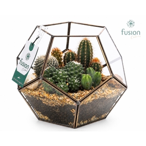 Geometrisch planter Large met Cactus arrangement
