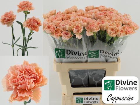 <h4>Dianthus ST 'Cappuccino'</h4>
