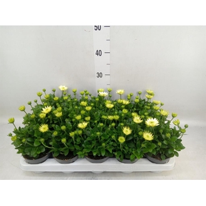 Osteospermum  '3D White'