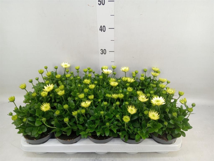 <h4>Osteospermum '3D White'</h4>