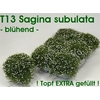 arr8 Sagina Subulata