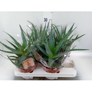 Aloe arborescens