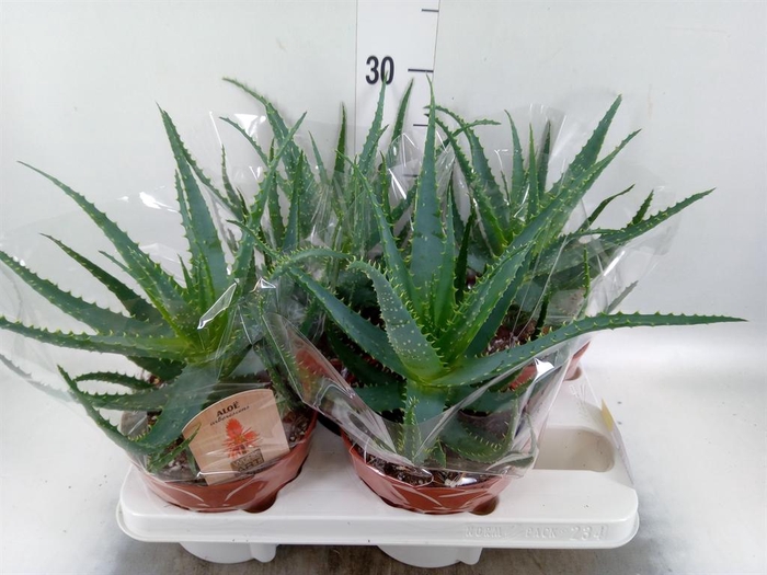 <h4>Aloe arborescens</h4>