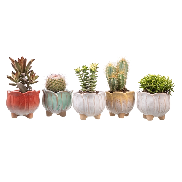 <h4>MIXED CACTUS AND SUCCULENTS IN TULIP POT WITH FEET Ø7 ON 12-PIECE PLASTIC TRAY.</h4>