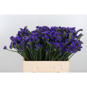 Statice Crystal Dark Blue