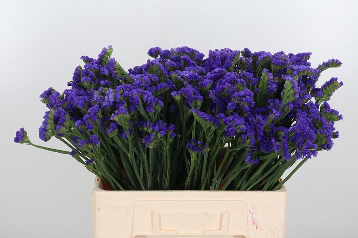 <h4>Statice Crystal Dark Blue</h4>