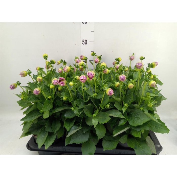 <h4>Dahlia   ...</h4>