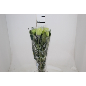 ANASTASIA DARK GREEN 080 CM VERDE