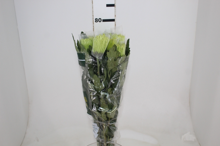 <h4>ANASTASIA DARK GREEN 080 CM VERDE</h4>