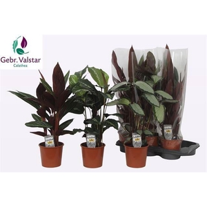 Calathea gemengd