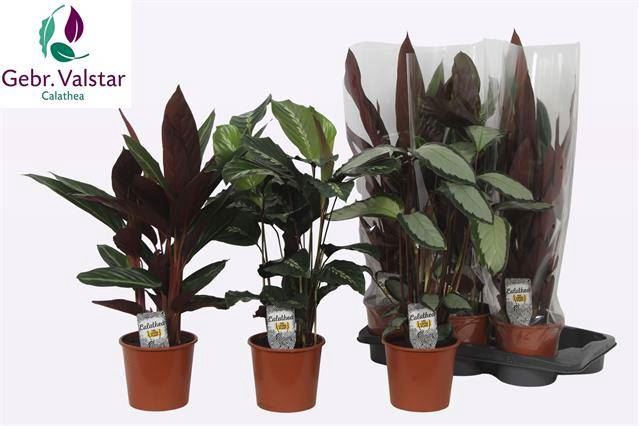 <h4>Calathea gemengd</h4>