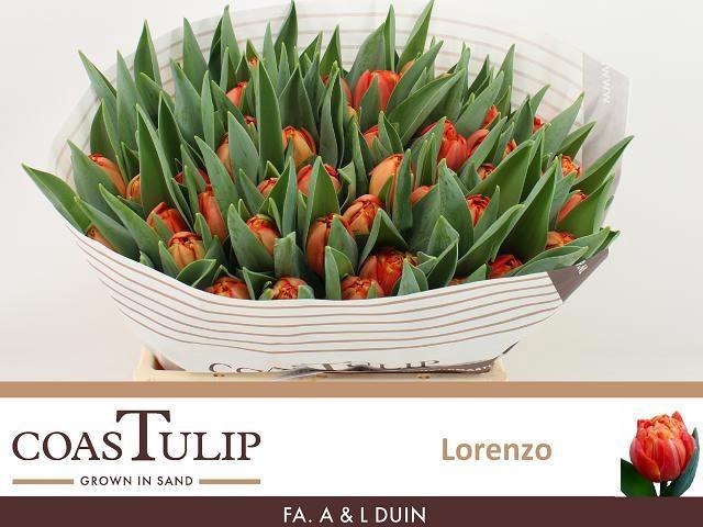 <h4>TU DU LORENZO</h4>