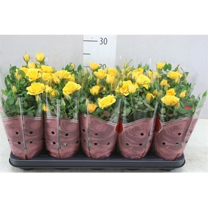 Rosa Star Yellow