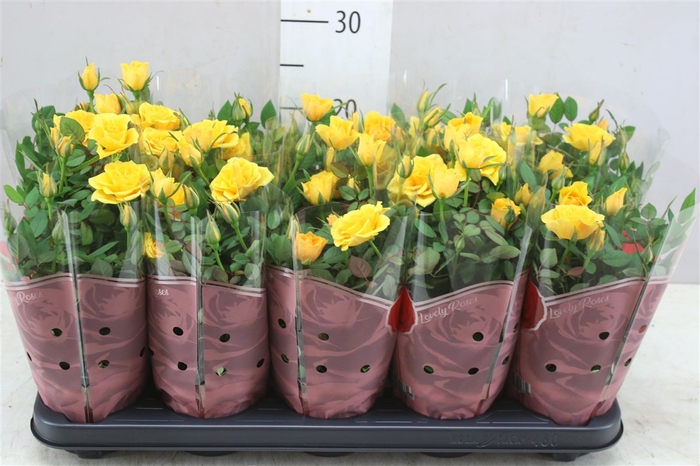 <h4>Rosa Star Yellow</h4>