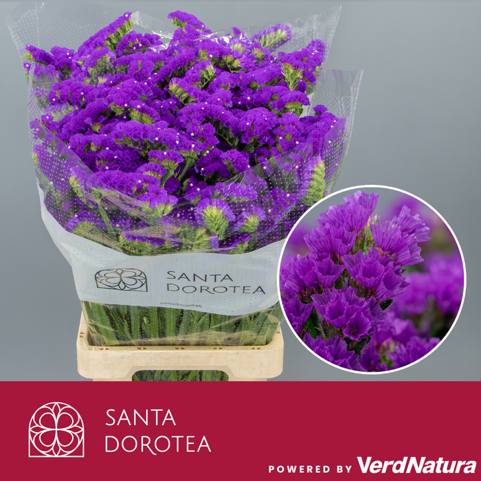 <h4>Statice Magnum Blue</h4>