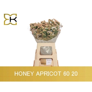 LIM S SIN HO APRICOT