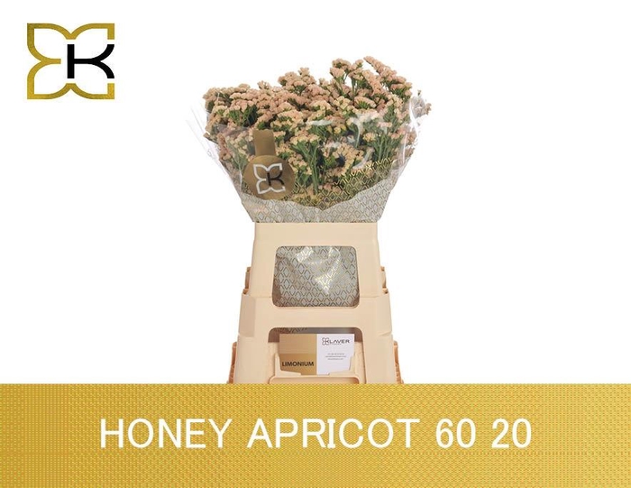 <h4>LIM S SIN HO APRICOT</h4>