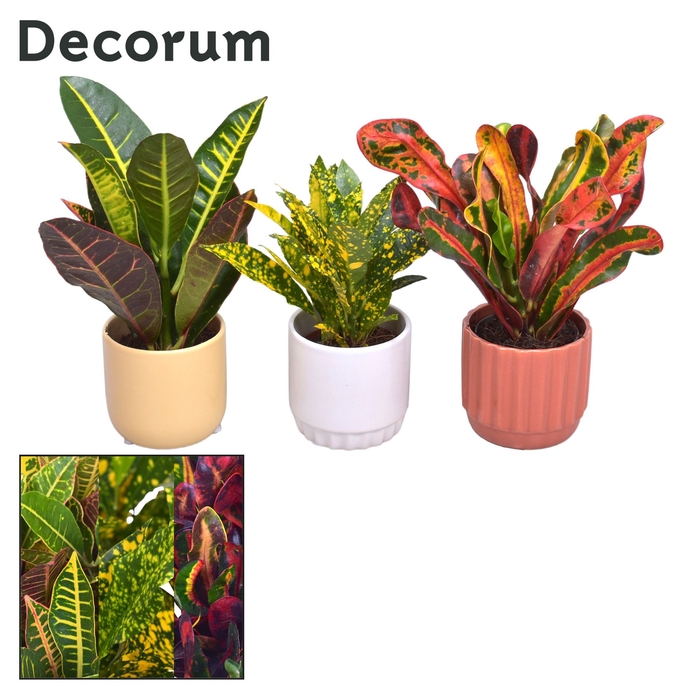 <h4>Collectie Nature Love - Croton mix in pot Liam</h4>