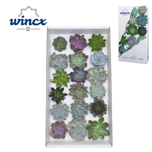 Echeveria Ov