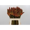 Kniphofia Alcazar
