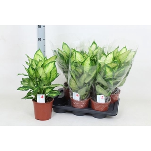 Dieffenbachia Camilla 17Ø 50cm