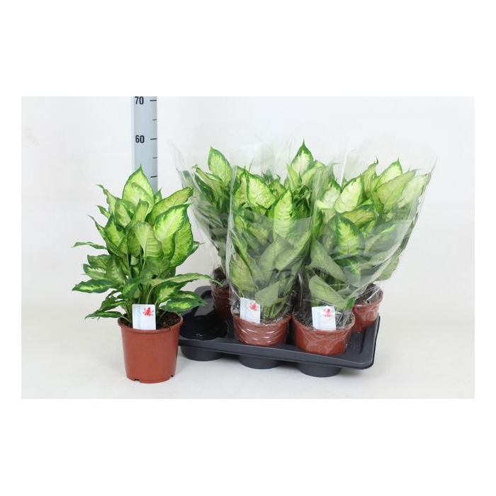 <h4>Dieffenbachia Camilla 17Ø 55cm</h4>