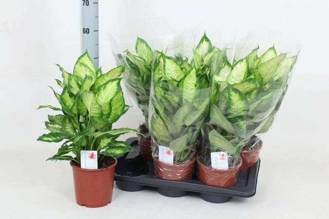Dieffenbachia Camilla 17Ø 50cm